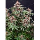 Glue Kush Auto Feminized  33% ТГК